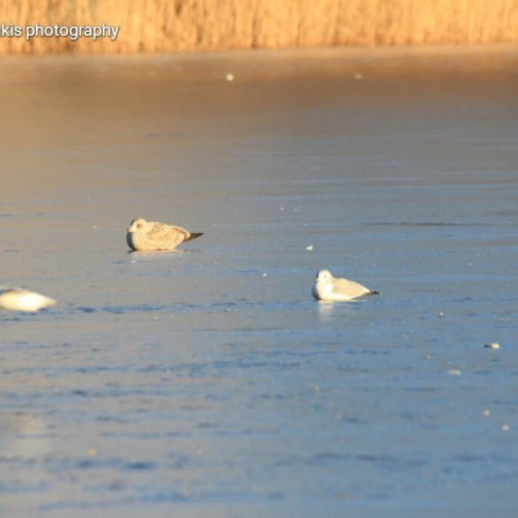 Birds sitting on the frozen sea